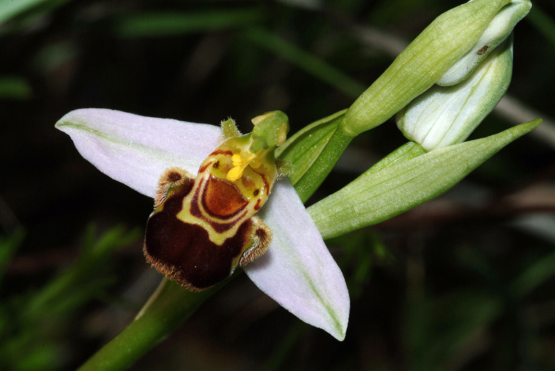 Conferma Ophrys apifera Hudson 14-05-10